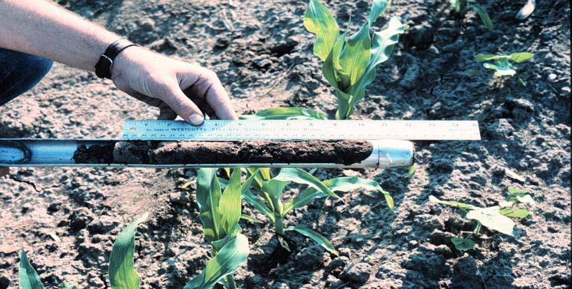 Soil-Based Measurements Presidedress soil nitrate tests Estimates N mineralization