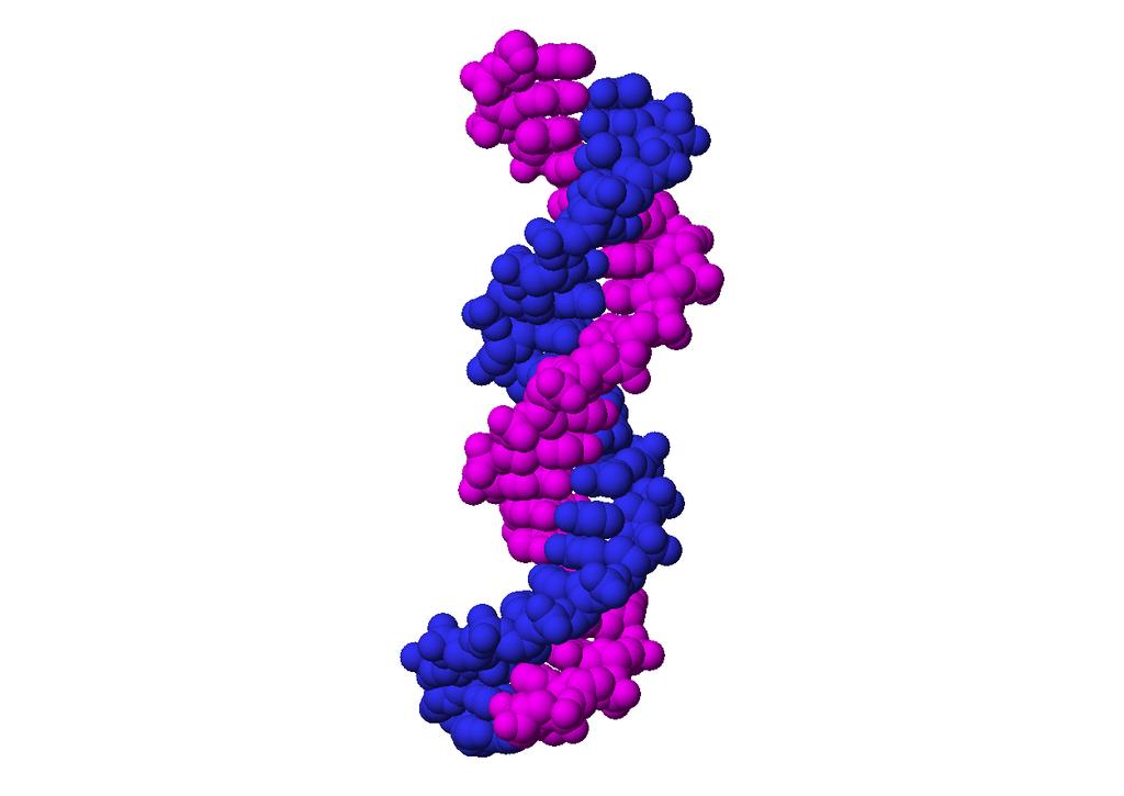 Doubled standed color emphasis Detail showing W-C base pairing View along helical axis for 1/2 turn https://en.wikipedia.org/wiki/introduction_to_genetics See narrow groove. C.