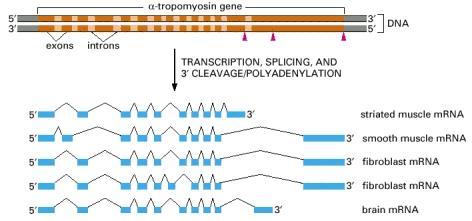 Gene Structure and
