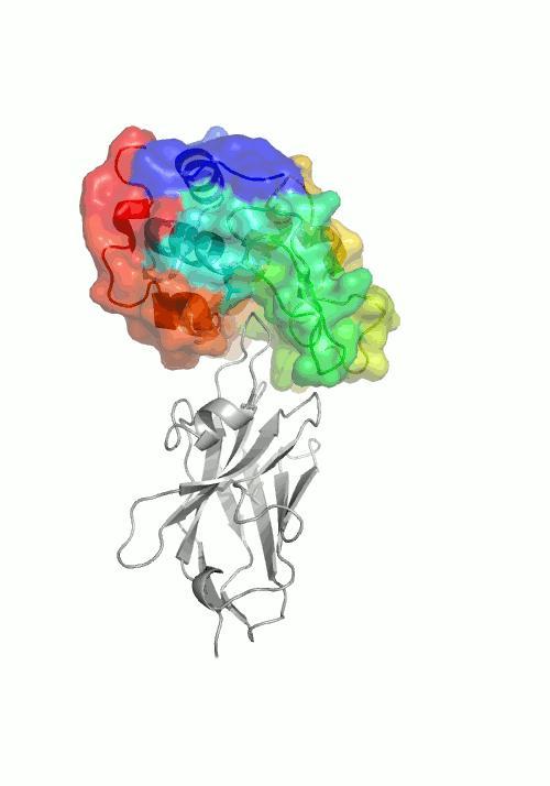 Confobodies bind conformational epitopes