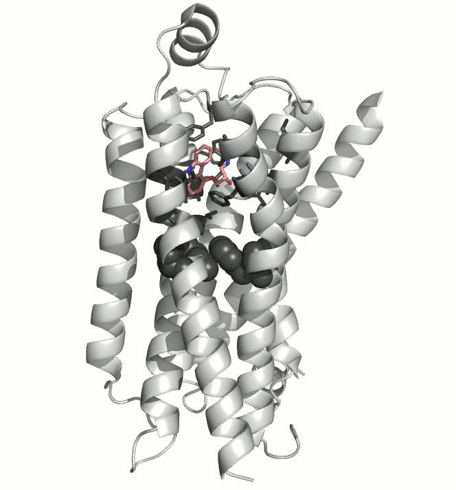 Turning on a GPCR