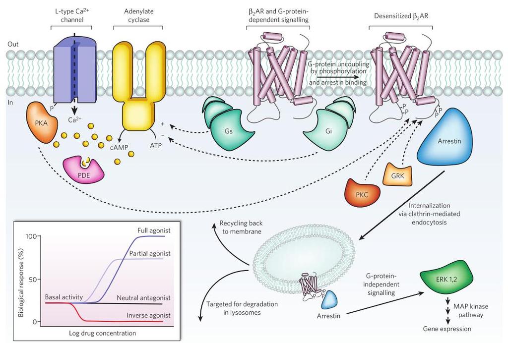 Complexity of GPCR transmembrane signaling GPCRs are membrane receptors translating an