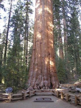 Image 1: The General Sherman Giant Sequoia Tree, from National Park Service, found at http://www.nps.gov/seki/learn/nature/sherman.