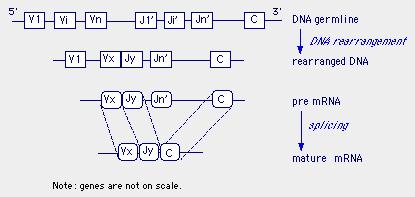 Then comes splicing: the elimination of the introns from the pre-messenger RNA, to yield mature, messenger RNA, This is followed by protein synthesis (known as 'translation'). N.B.