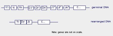 See also: IMGT Education - Fig 4 Note: there are also 2 or 3 open reading frames for the D genes; each of which can code for 2 or 3 different peptide sequences.