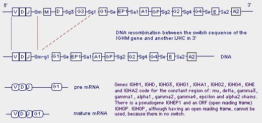 regions which result are not, therefore, coded in the genome of the individual and considerably increase the diversity of the V-D-J junctions of the variable domains of the heavy chains of the
