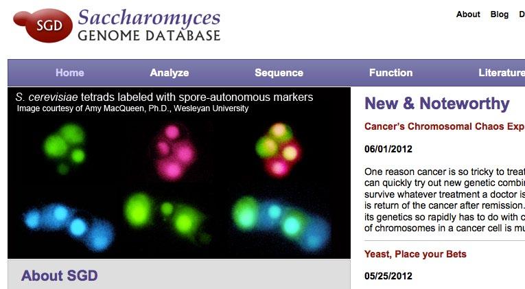 Exercise 2: Using the Saccharomyces Genome Database The Saccharomyces Genome Database (SGD) is an important resource for the yeast research community.