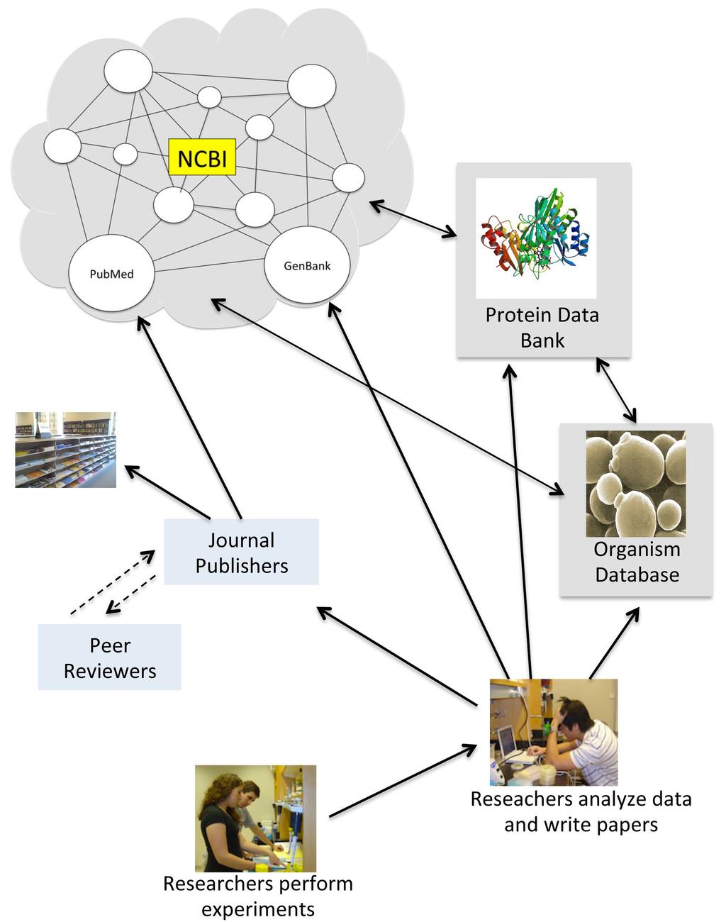 Information flow from experiments to databases. Researchers analyze their data and prepare manuscripts for publication.