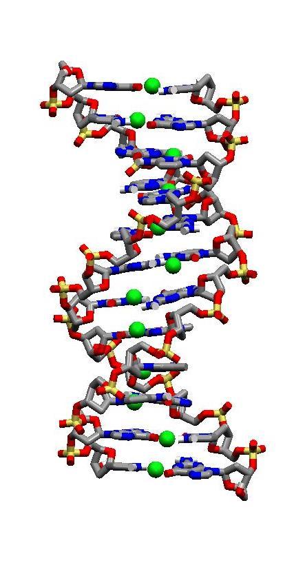 Breeders, geneticists, and genetic engineers work with genes The language of DNA, is