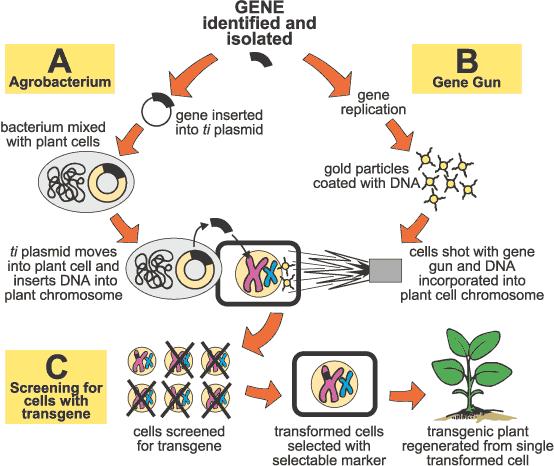 Getting genes into cells plant transformation 2.