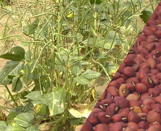 Developing high quality Pod-borer-resistant cowpea varieties Problem