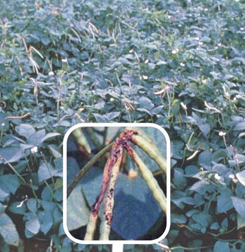 Frequent insecticide sprays required Host plant resistance is a