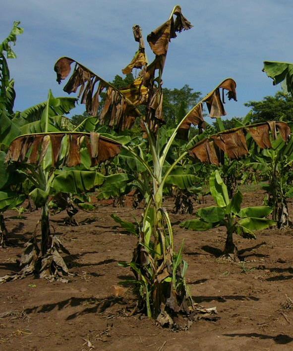 Resistance to Banana Bacterial Wilt for East