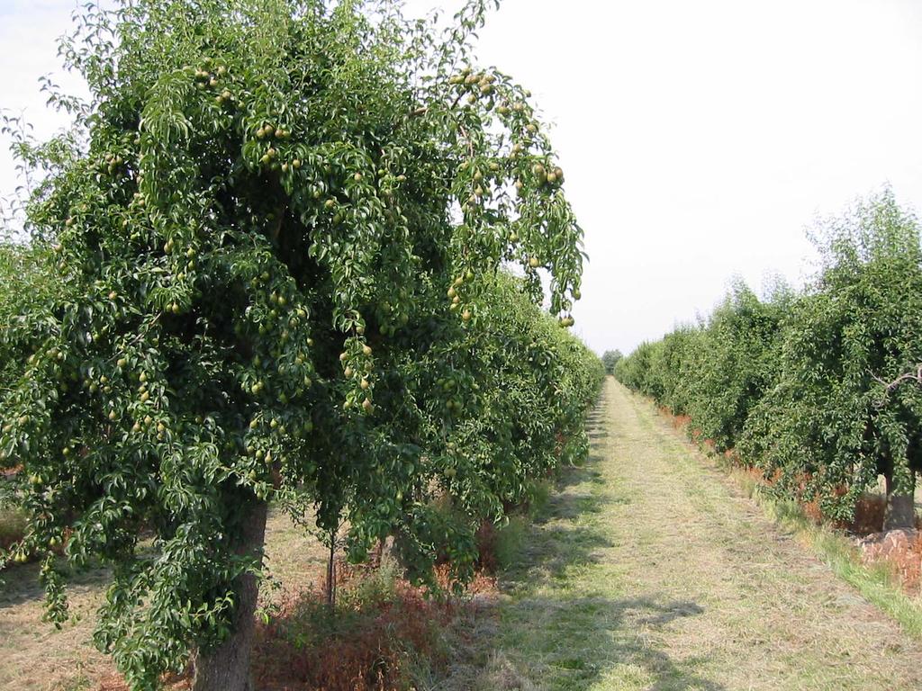 Plantation of pears NLS,