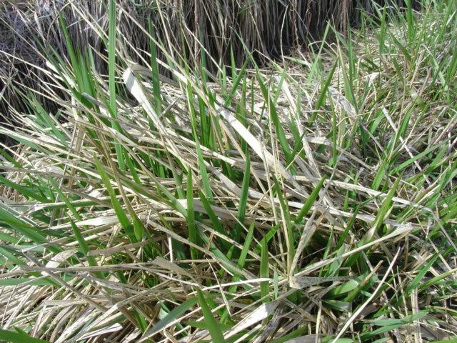 Cool-season grasses Burn in April-May with 4-6 new growth To set back grass dominance Create bare ground and stimulate