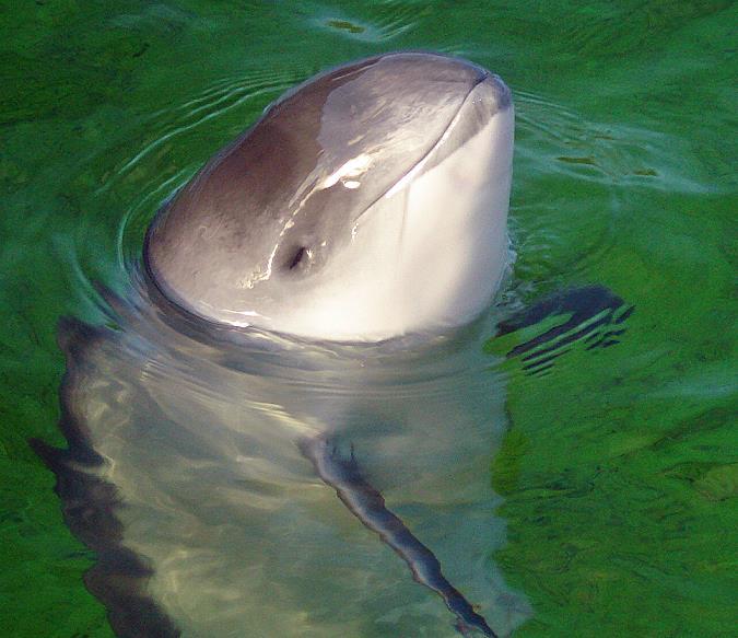 Baltic Sea Program A moving example is the decreasing population of harbor porpoise. The estimations are that there are only 450 of the representatives of the species left in the Baltic Sea.