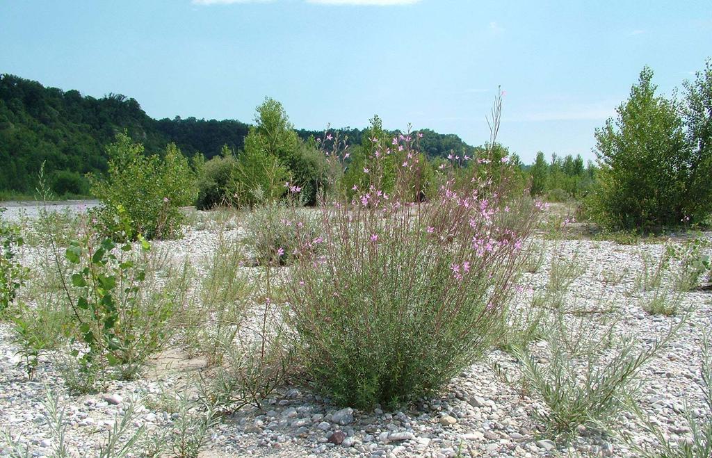 Pioneer vegetation - perennial