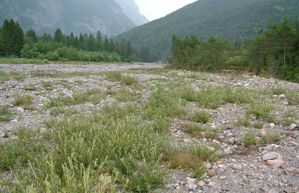 Pioneer vegetation - shrubby (Salicetum