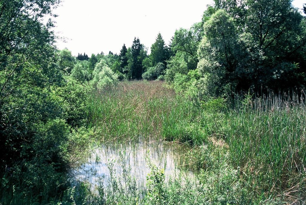 Flooding vegetation Alnus