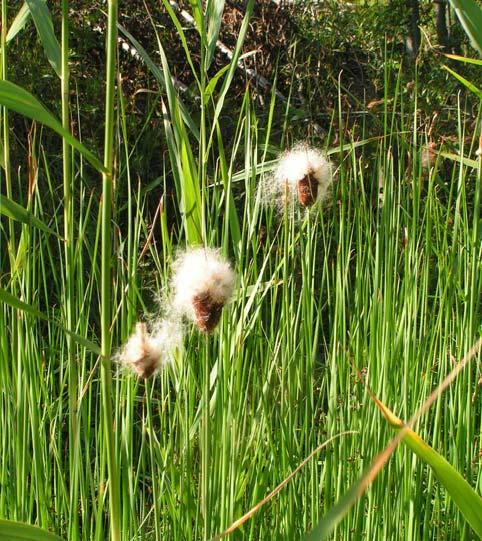 3.5 Biology of key species Example: Typha minima Hoppe High seed production but