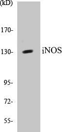 ANTIBODY SPECIFICITY Anti-INOS Antibody The Anti-INOS Antibody is a rabbit polyclonal antibody. It was tested on Western Blots for specificity.