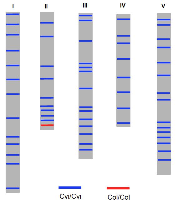 Supplementary Figure 2 Construction of the near isogenic line, nlp8-2/cvi. Location of genetic markers is shown on the five Arabidopsis chromosomes (From I to V).