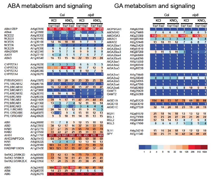 Supplementary Figure 5 Expression of ABA- and GA-related genes in 6-hour imbibed Col-0 and