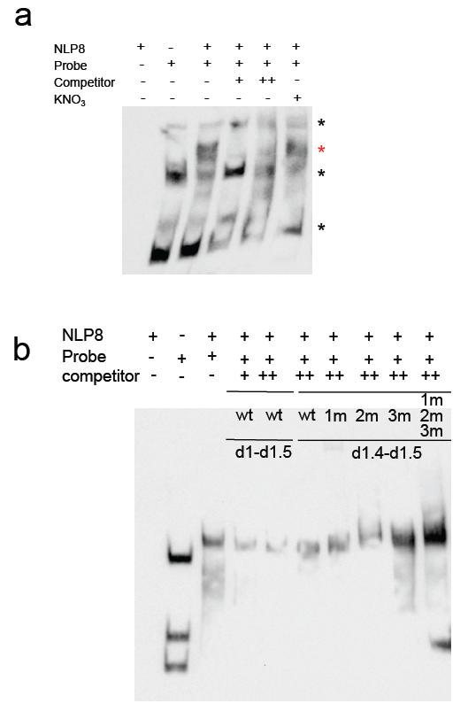 Supplementary Figure 9 The RWP-RK domain of NLP8 binds to the NRE of the CYP707A2 promoter. (a) A biotin-labeled probe containing 2 copies of d1-d1.5 (1.
