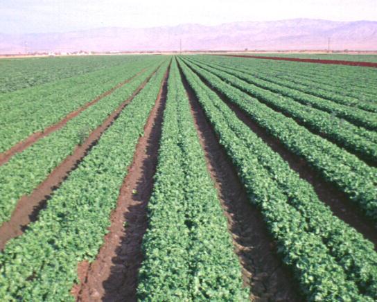 Lettuce field: