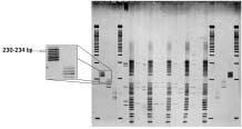 user manual DNA fragment analysis GeneGel HyRes Starter Kit for