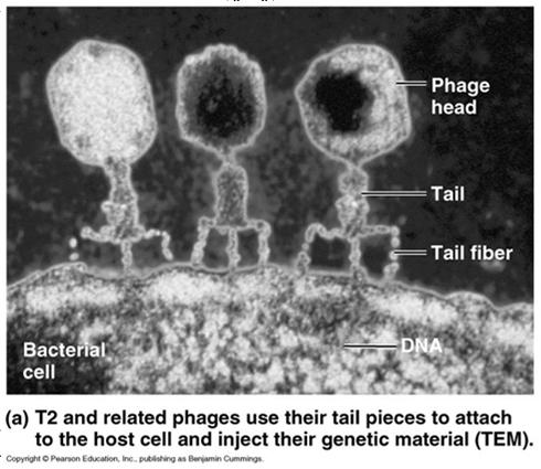 transforming agent was Hershey Chase Experiment T2 Phage Used viruses that infect bacteria bacteriophage or phage T2 is common virus of E.