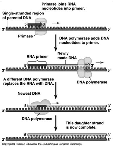 Priming Synthesis polymerases cannot initiate synthesis of a polynucleotide (can only add nucleotides to the 3 end) Primer initial nucleotide chain; short & consist of either or RNA ; initiate