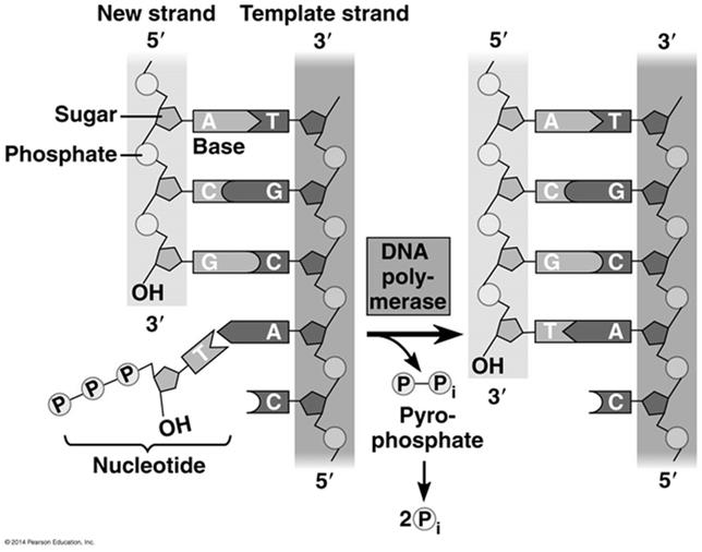 by enzymes called DNA polymerases, which add