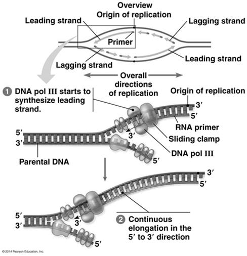 Antiparallel Elongation How does the antiparallel structure of the double helix affect replication?
