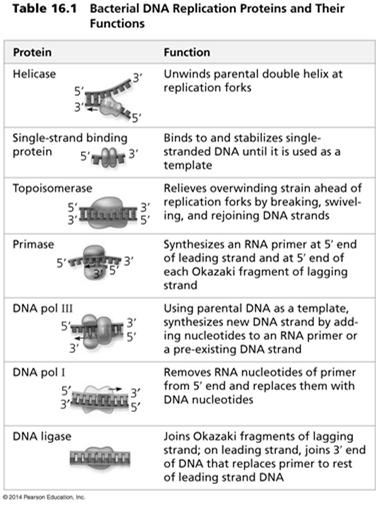 The DNA Replication Machine as a Stationary Complex The various proteins that participate in