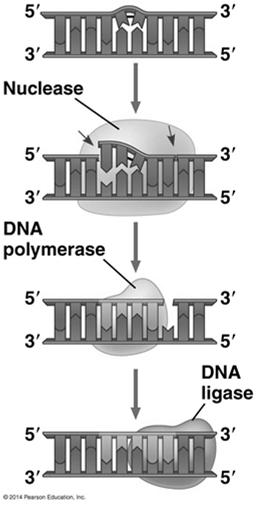 Proofreading and Repairing DNA DNA polymerases proofread newly made DNA replacing any incorrect nucleotides In mismatch repair of DNA repair enzymes correct errors in base pairing In nucleotide