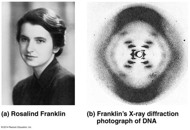 Watson and Crick deduced that DNA was a double helix through observations of the X- ray