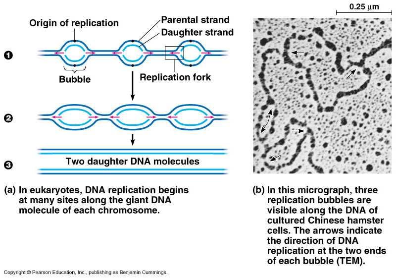 Origin of DNA Replication 1. Replication begins at specific sites where the two parental strands separate & form replication bubbles 2.