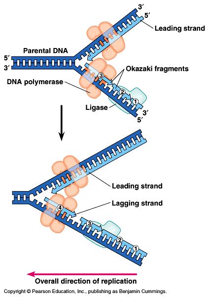 Leading strand new strand made in 5 to 3 direction Lagging strand strand produce by nucleotides being added in the direction away from the replication fork ;