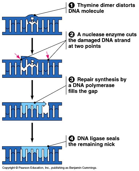 Nucleotide Excision Repair Thymine dimer type of damage