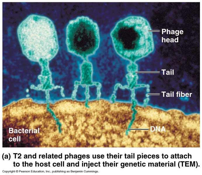 T2 Phage