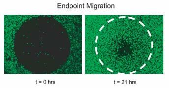 Methods Kinetics of HT-1080 Migration HT-1080 cells were pre-treated with mytomycin C (MMC) for 2 hours to inhibit proliferation and then stained with 2.5 mm Cell Tracker Green (Invitrogen).