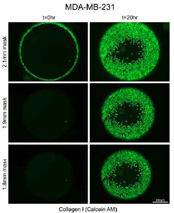 Cell migration as measured by microscopy (A) and Synergy HT (B) for different mask aperture sizes. Figure 5. NMuMG and HT1080 cell migration as measured on Synergy HT.