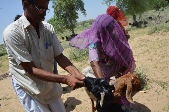 health check-up of goat