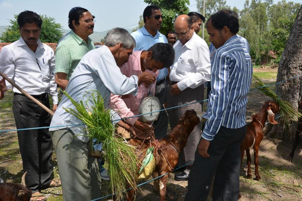 The imgoat technical staff and local farmer demonstrating the weighing of live goats