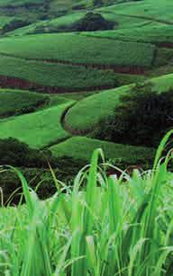 Seedcane production should therefore be regarded as a core component of all sugarcane
