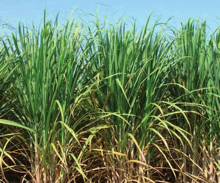 Application of new technologies will only reach their full potential if the basics are right: correct soil management, appropriate variety choice, good quality seedcane and sound agronomic practices.