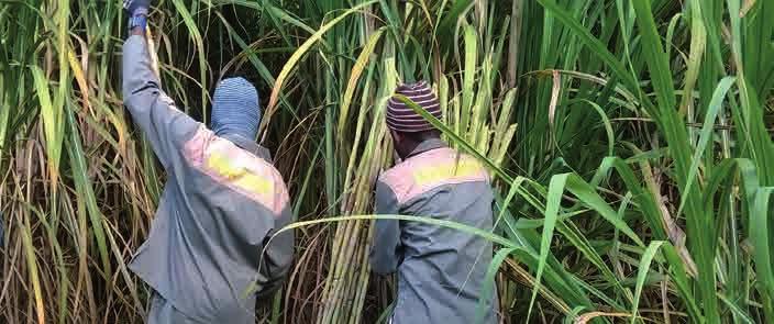To ensure minimal yield losses, you are encouraged to pay attention to tips on pest and disease control, nutrition, weed control and harvesting/cane quality.