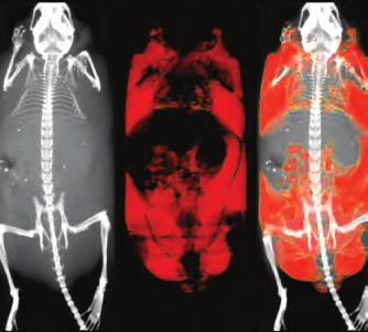 FDG PET/CT overlay of the mouse heart Image courtesy of Dr.