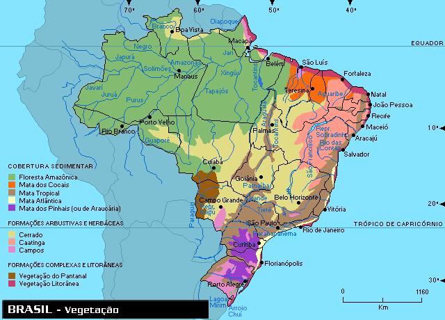 Brazilian Amazon Forest